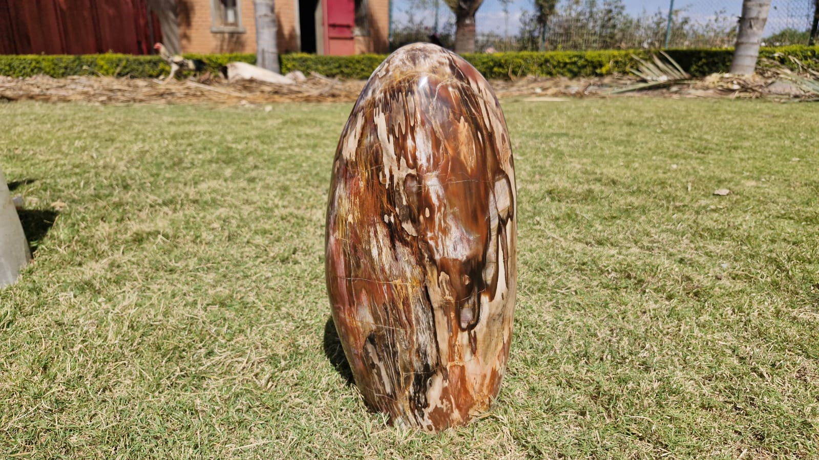 (+12 WEEKS!) Polished XL Podocarpus Petrified Wood Standing Display Free Form x 1 From Marovoay, Madagascar