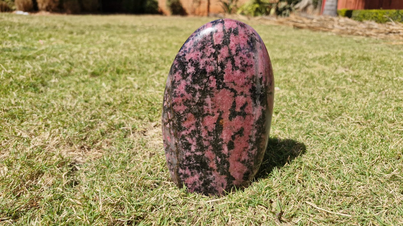 (+12 WEEKS!) Polished Large Rhodonite Gemstone Standing Display Free Form x 1 From Ambindavato, Madagascar