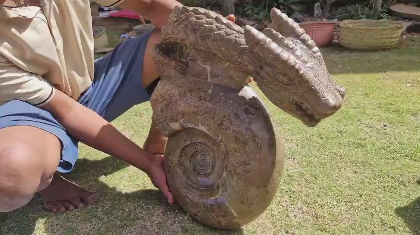 (+12 WEEKS!) Hand Made XXL Septerye Dragon and Ammonite Sculpture x 1 From Mahajanga, Madagascar