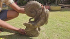 (+12 WEEKS!) Hand Made XXL Septerye Octopus and Dolphin with Ammonite Sculpture x 1 From Mahajanga, Madagascar