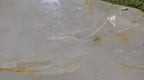 (+12 WEEKS!) Polished XL Quartz Window Crystal with Large Enhydro x 1 From Madagascar
