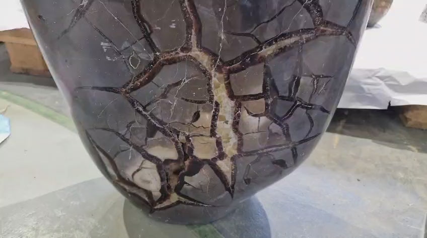 (+12 WEEKS!) Polished and Natural XXL Septerye Sauvage Standing Showpiece with an Ammonite x 1 From Mahajanga, Madagascar