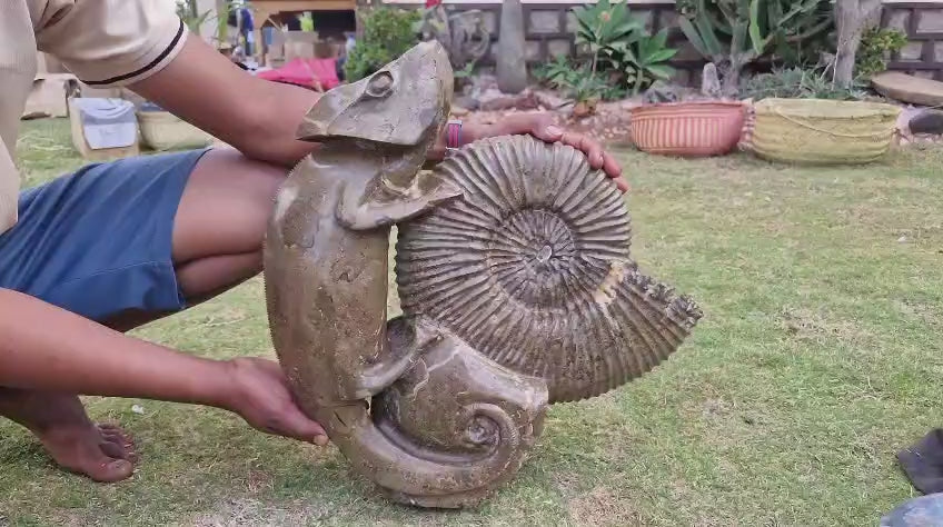 (+12 WEEKS!) Hand Made XXL Septerye Chameleon and Ammonite Sculpture x 1 From Mahajanga, Madagascar