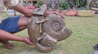 (+12 WEEKS!) Hand Made XXL Septerye Chameleon and Ammonite Sculpture x 1 From Mahajanga, Madagascar