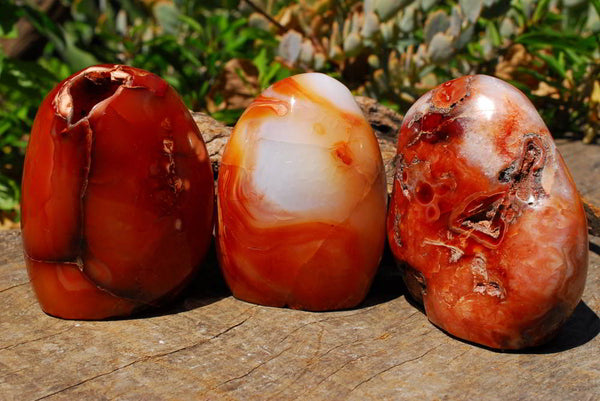 Polished Carnelian Standing Free Forms x 3 From Madagascar - TopRock