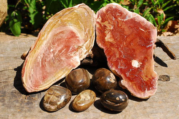 Polished Petrified Wood Slices & Gallets x 7 From Southern Africa - TopRock