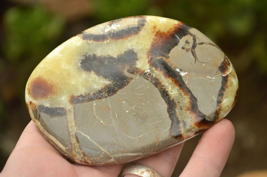 Polished Septerye (Aragonite & Calcite) Slices x 12 From Mahajanga, Madagascar - TopRock