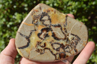 Polished Small Septerye (Aragonite & Calcite) Slices x 23 From Mahajanga, Madagascar - TopRock