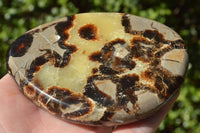 Polished Small Septerye (Aragonite & Calcite) Slices x 23 From Mahajanga, Madagascar - TopRock