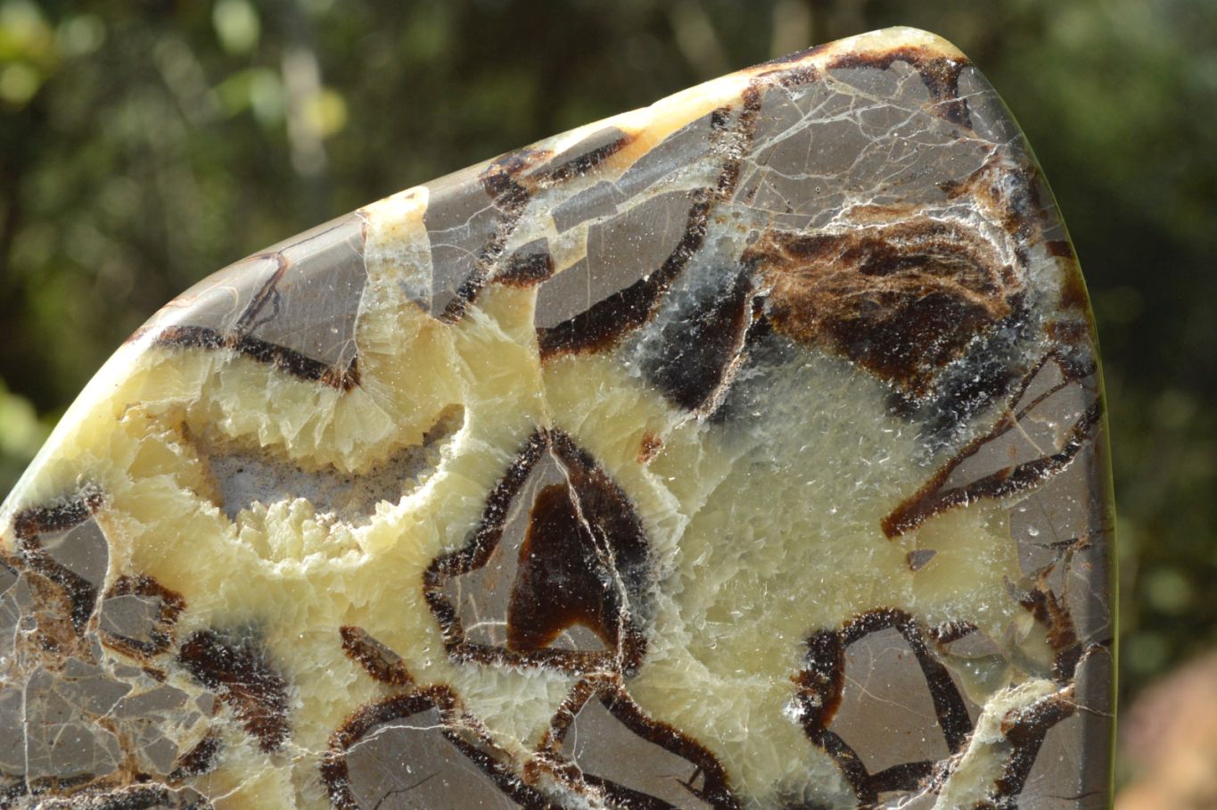 Polished Septerye (Aragonite & Calcite) Slices x 4 From Mahajanga, Madagascar - TopRock