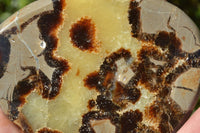 Polished Small Septerye (Aragonite & Calcite) Slices x 23 From Mahajanga, Madagascar - TopRock