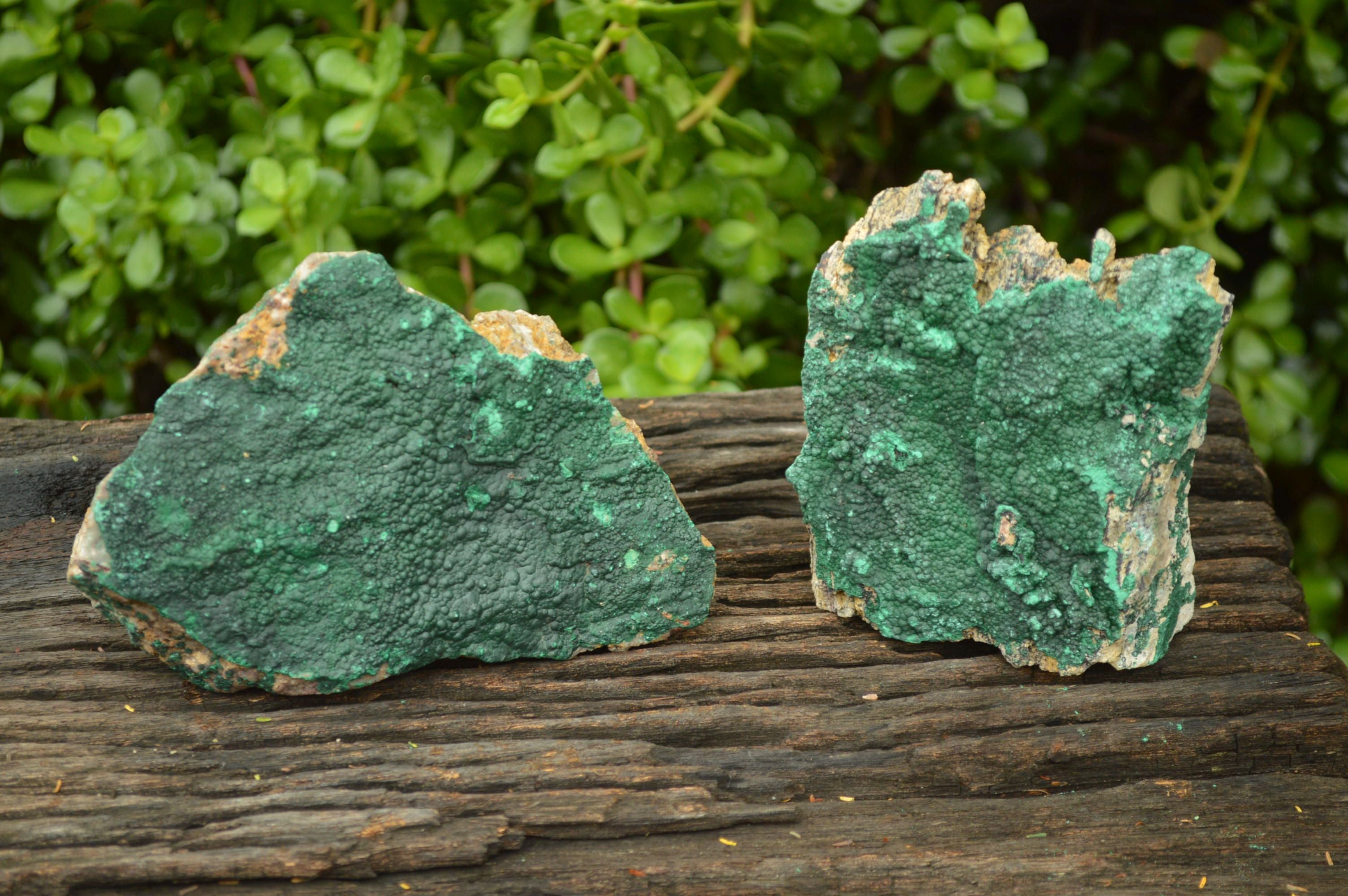 Natural Crystalline Botryoidal Malachite Plate Specimens x 2 From Tenke Fungumure, Congo - TopRock