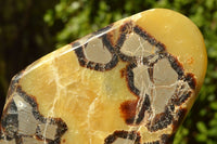 Polished Septerye (Aragonite & Calcite) Slices x 5 From Mahajanga, Madagascar - TopRock