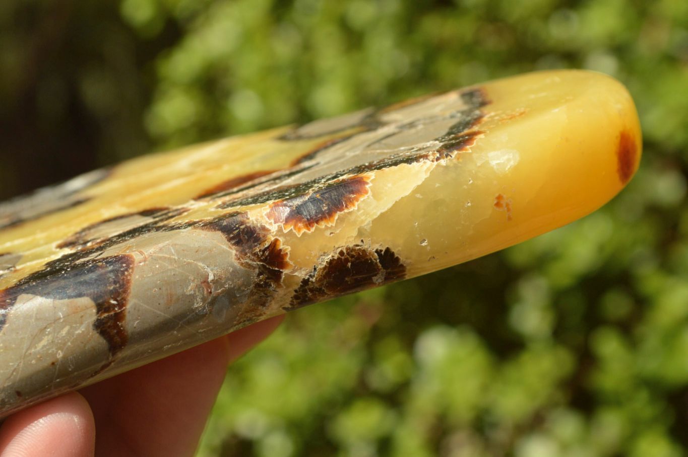 Polished Septerye (Aragonite & Calcite) Slices x 5 From Mahajanga, Madagascar - TopRock