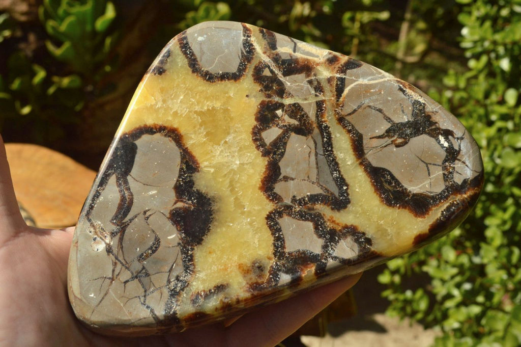 Polished Septerye (Aragonite & Calcite) Slices x 5 From Mahajanga, Madagascar - TopRock