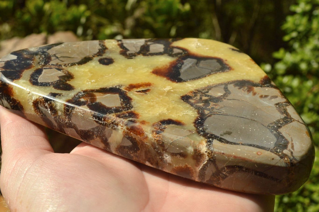 Polished Septerye (Aragonite & Calcite) Slices x 5 From Mahajanga, Madagascar - TopRock