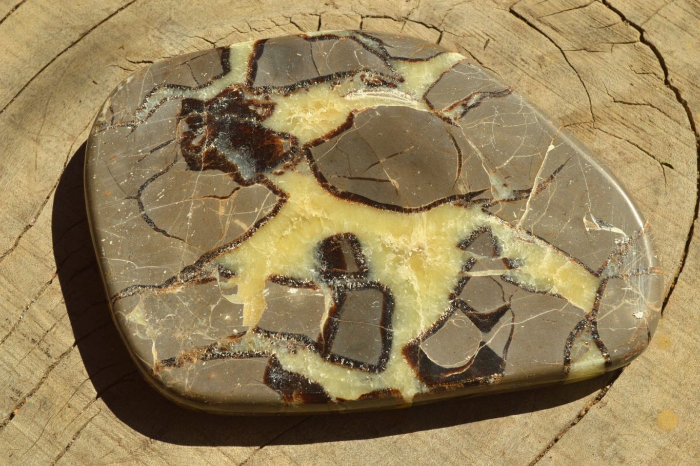 Polished Septerye (Aragonite & Calcite) Slices x 5 From Mahajanga, Madagascar - TopRock