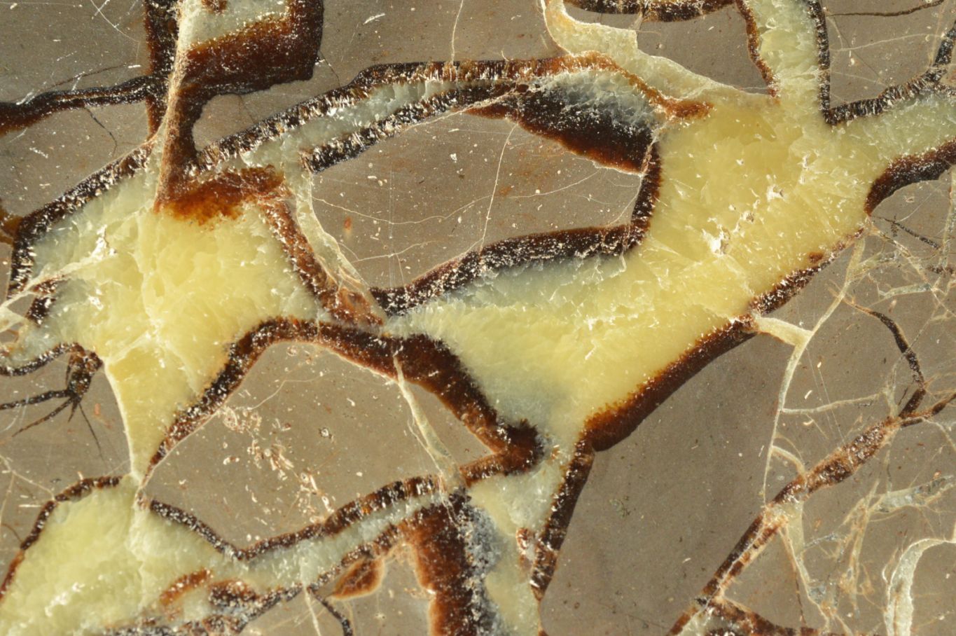 Polished Septerye (Aragonite & Calcite) Slices x 5 From Mahajanga, Madagascar - TopRock