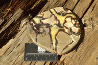 Polished Septerye (Aragonite & Calcite) Slices x 5 From Mahajanga, Madagascar - TopRock