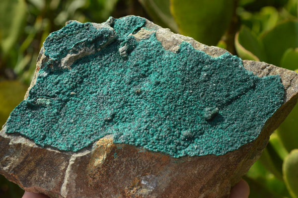 Natural Crystalline Malachite on Matrix Specimens x 2 From Tenke Fungumure, Congo - TopRock