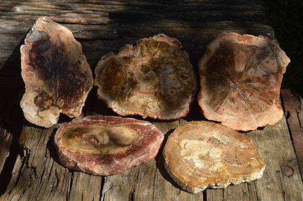 Polished Medium Sized Petrified Wood Slices x 5 From Mahajanga, Madagascar - TopRock