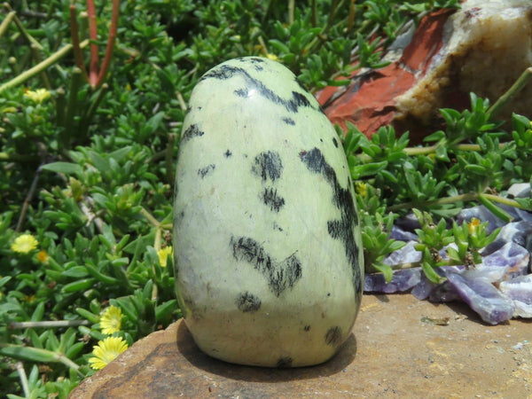 Polished Leopard Stone Standing Free Forms x 6 From Zimbabwe - TopRock