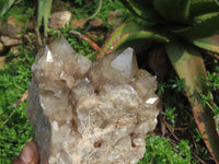 Natural Smokey Phantom Clusters x 2 From Lwena, Congo - TopRock