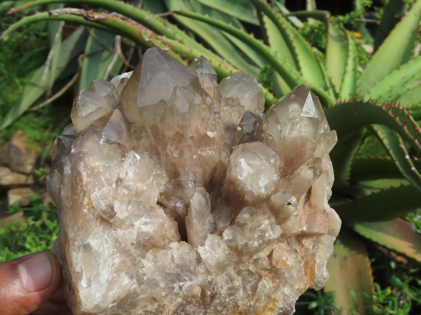 Natural Smokey Phantom Clusters x 2 From Lwena, Congo - TopRock