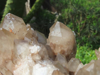Natural Smokey Phantom Clusters x 2 From Lwena, Congo - TopRock