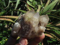 Natural Smokey Phantom Quartz Clusters & Crystals  x 7 From Lwena, Congo - TopRock