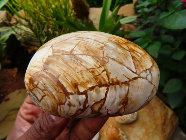 Polished Medium Clam Fossil Pairs x 6 From Madagascar - TopRock