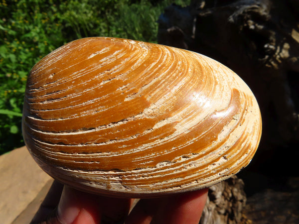 Polished Medium Bivalve Fossil Shells x 6 From Madagascar - TopRock