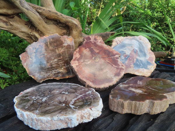 Polished Petrified Wood Slices  x 9 From Mahajanga, Madagascar - TopRock