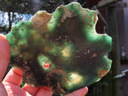 Polished One Side Mtorolite Slices x 2 From Mutorashanga, Zimbabwe - TopRock