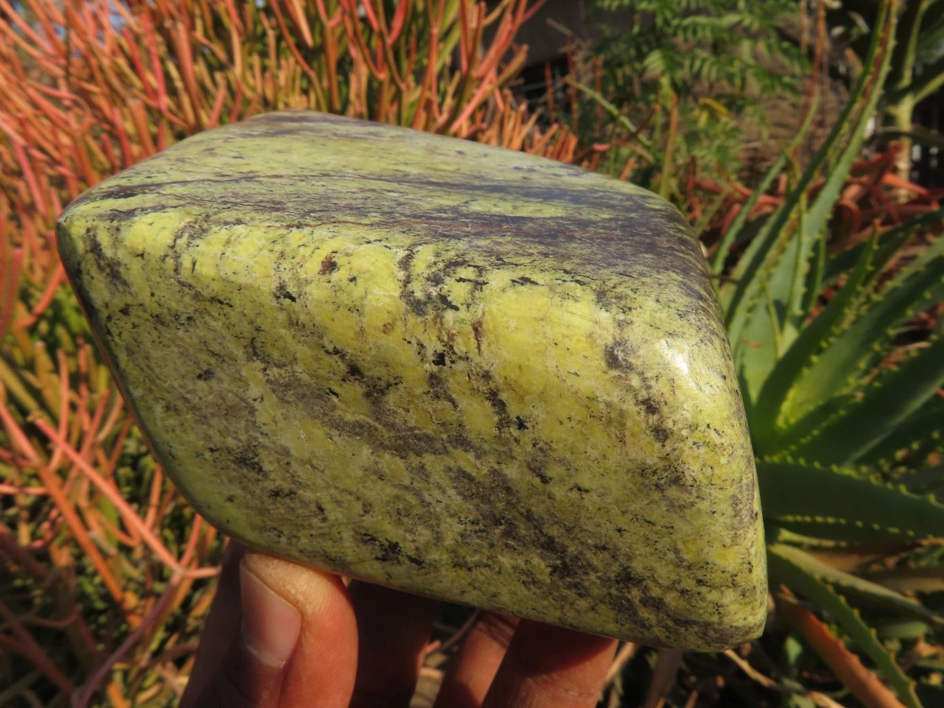 Polished Leopard Stone Free Forms x 3 From Zimbabwe - TopRock