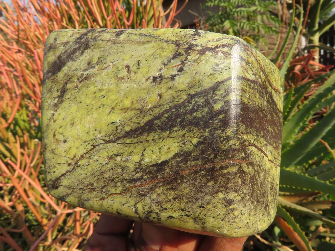 Polished Leopard Stone Free Forms x 3 From Zimbabwe - TopRock