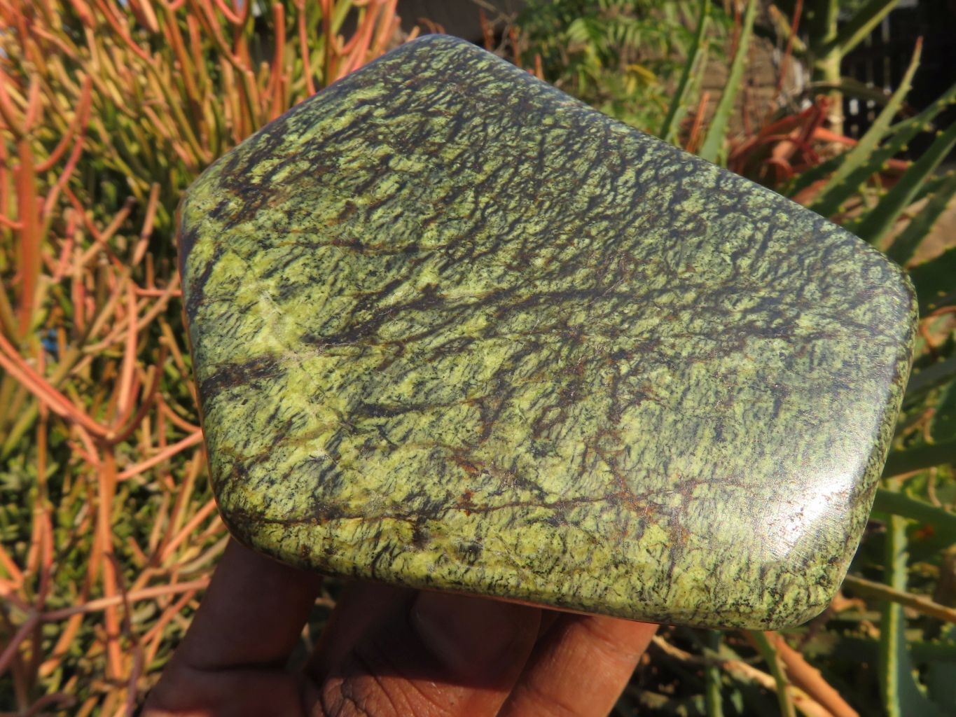 Polished Leopard Stone Free Forms x 3 From Zimbabwe - TopRock