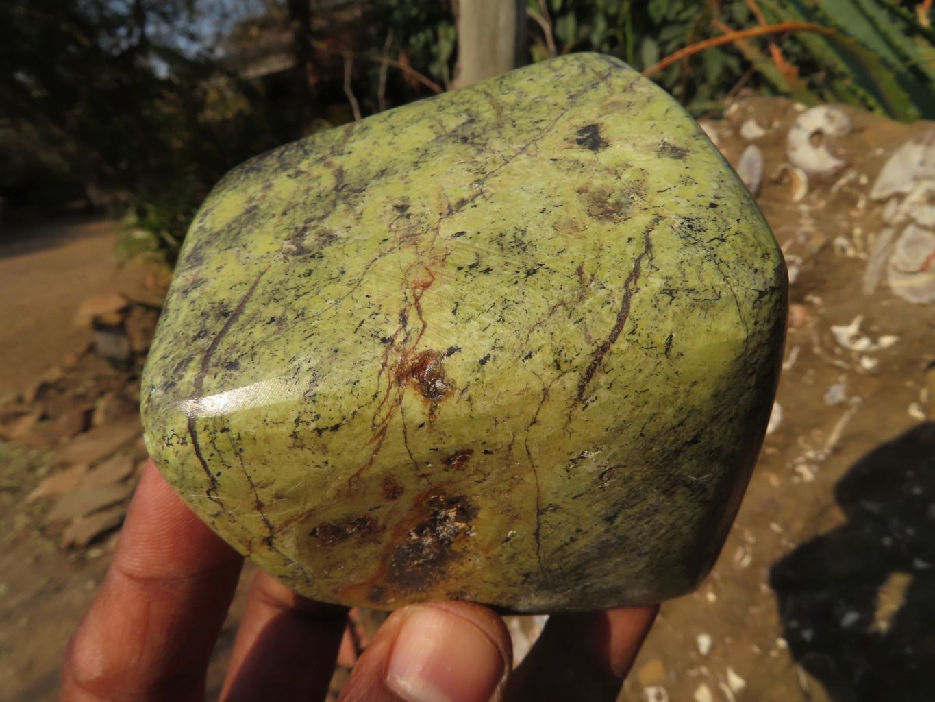 Polished Leopard Stone Free Forms x 3 From Zimbabwe - TopRock