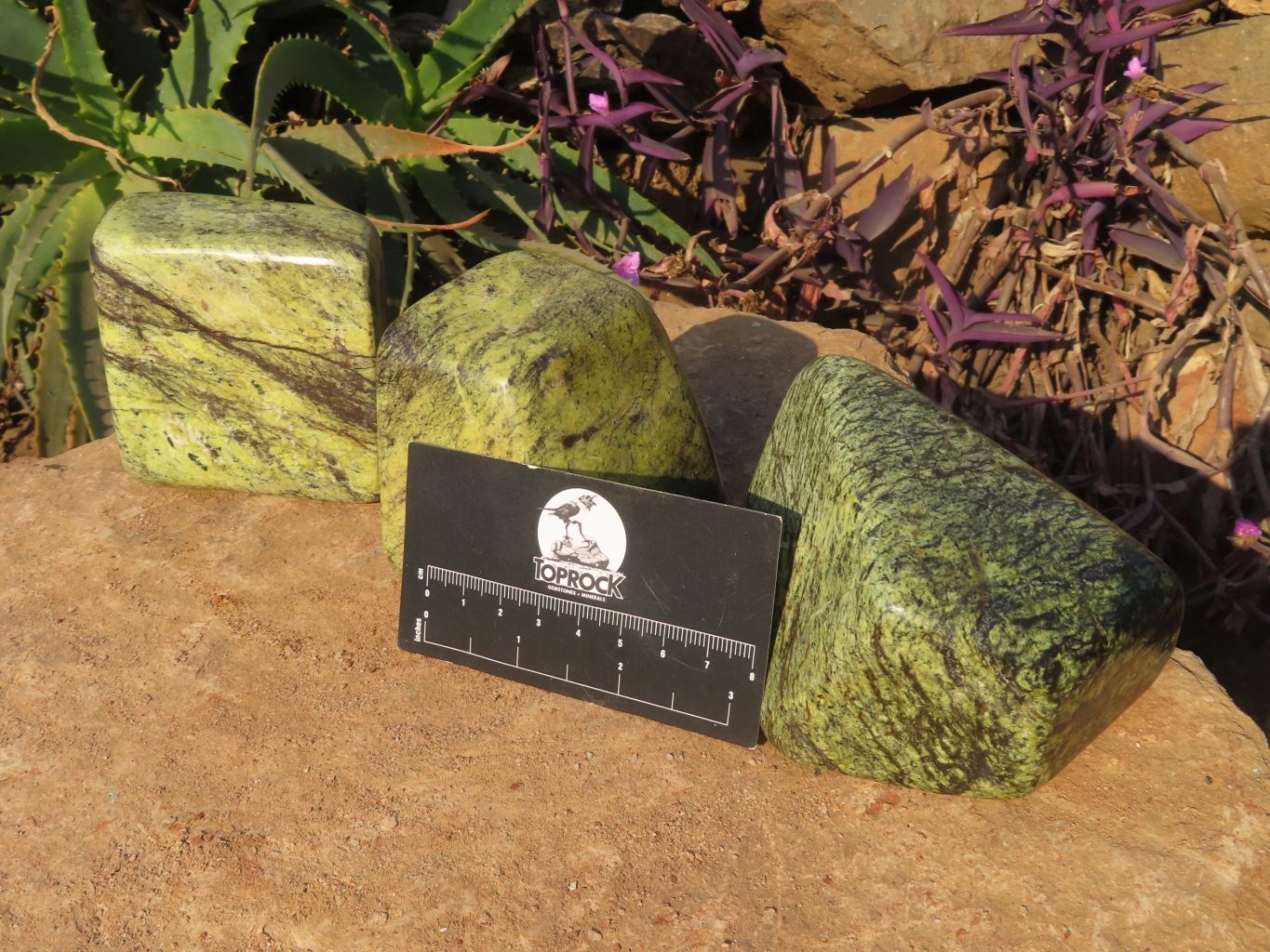 Polished Leopard Stone Free Forms x 3 From Zimbabwe - TopRock