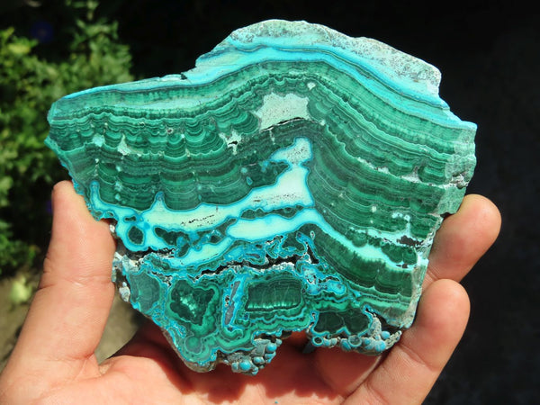 Polished Malachite Slices With Chrysocolla Edging x 3 From Congo - TopRock