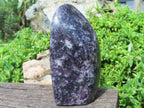 Polished Lepidolite Standing Free Forms x 2 From Zimbabwe - TopRock