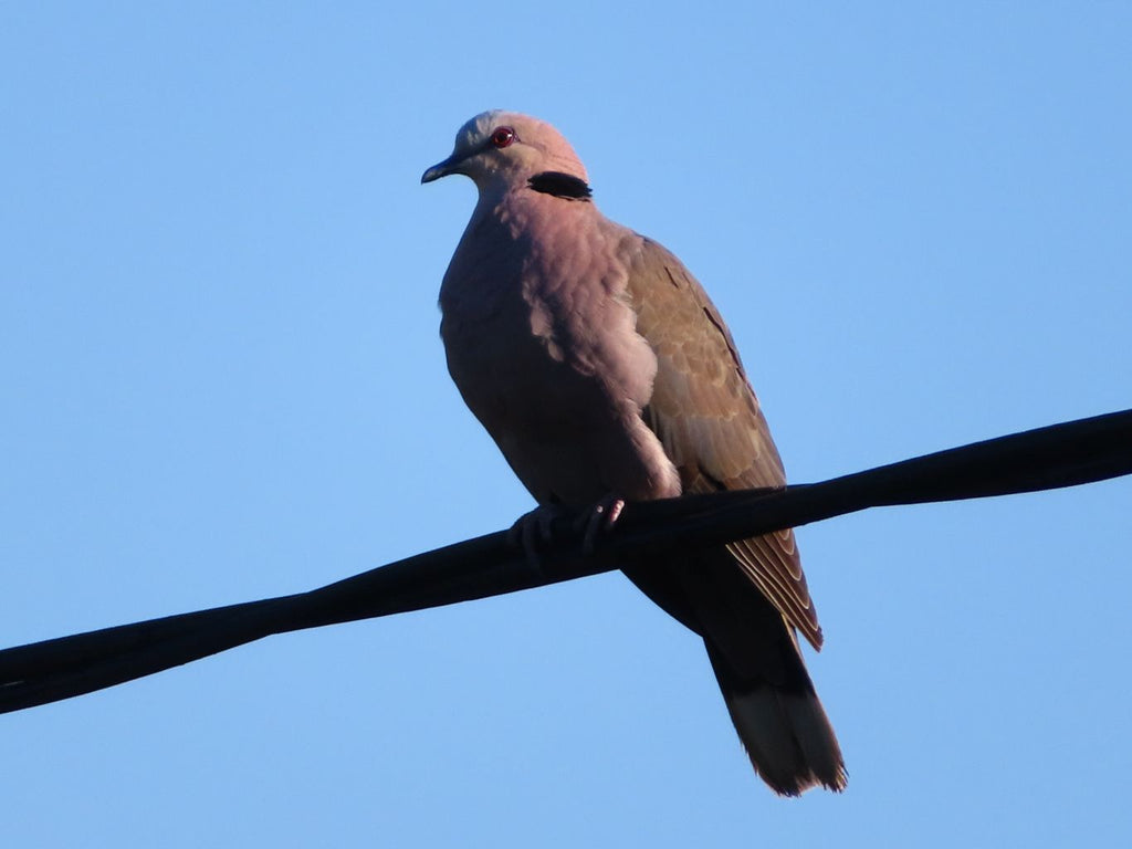 Natural Mini Spirit Amethyst Quartz Crystals x Lot x 1 From Boekenhouthoek, South Africa - TopRock