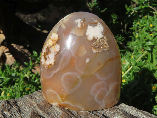 Polished Coral Flower Standing Free Forms x 6 From Madagascar - TopRock