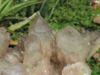Natural Smokey Phantom Clusters x 2 From Lwena, Congo - TopRock