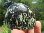 Polished Leopard Stone Standing Free Forms x 12 From Nyanga & Shamva, Zimbabwe - TopRock