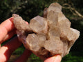 Natural Smokey Phantom Clusters x 4 From Lwena, Congo - TopRock