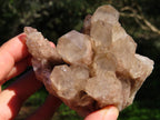 Natural Smokey Phantom Clusters x 4 From Lwena, Congo - TopRock