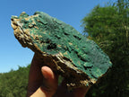 Natural Micro botryoidal Malachite on Matrix (Medium to Large Specimens ) x 2 From Congo - TopRock