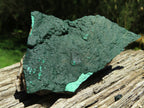 Natural Micro botryoidal Malachite on Matrix (Medium to Large Specimens ) x 2 From Congo - TopRock