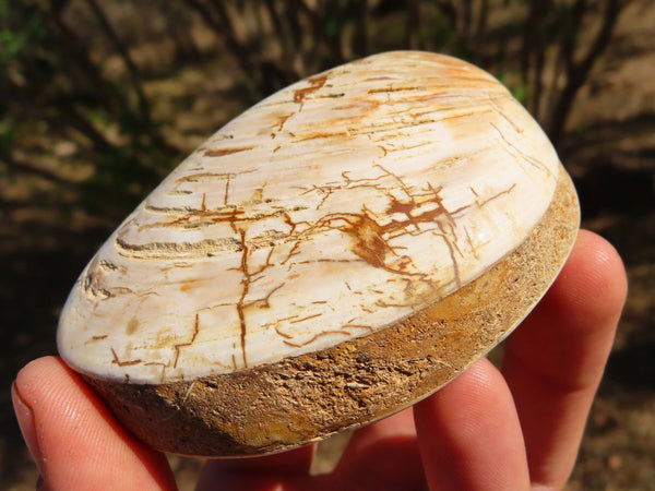 Polished Fossil Clam Shell Pairs x 6 from Tulear, Madagascar - TopRock